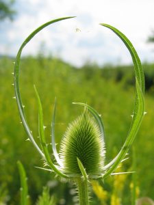 nature-1501484