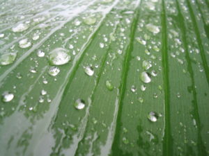 wet-leaf-1480549